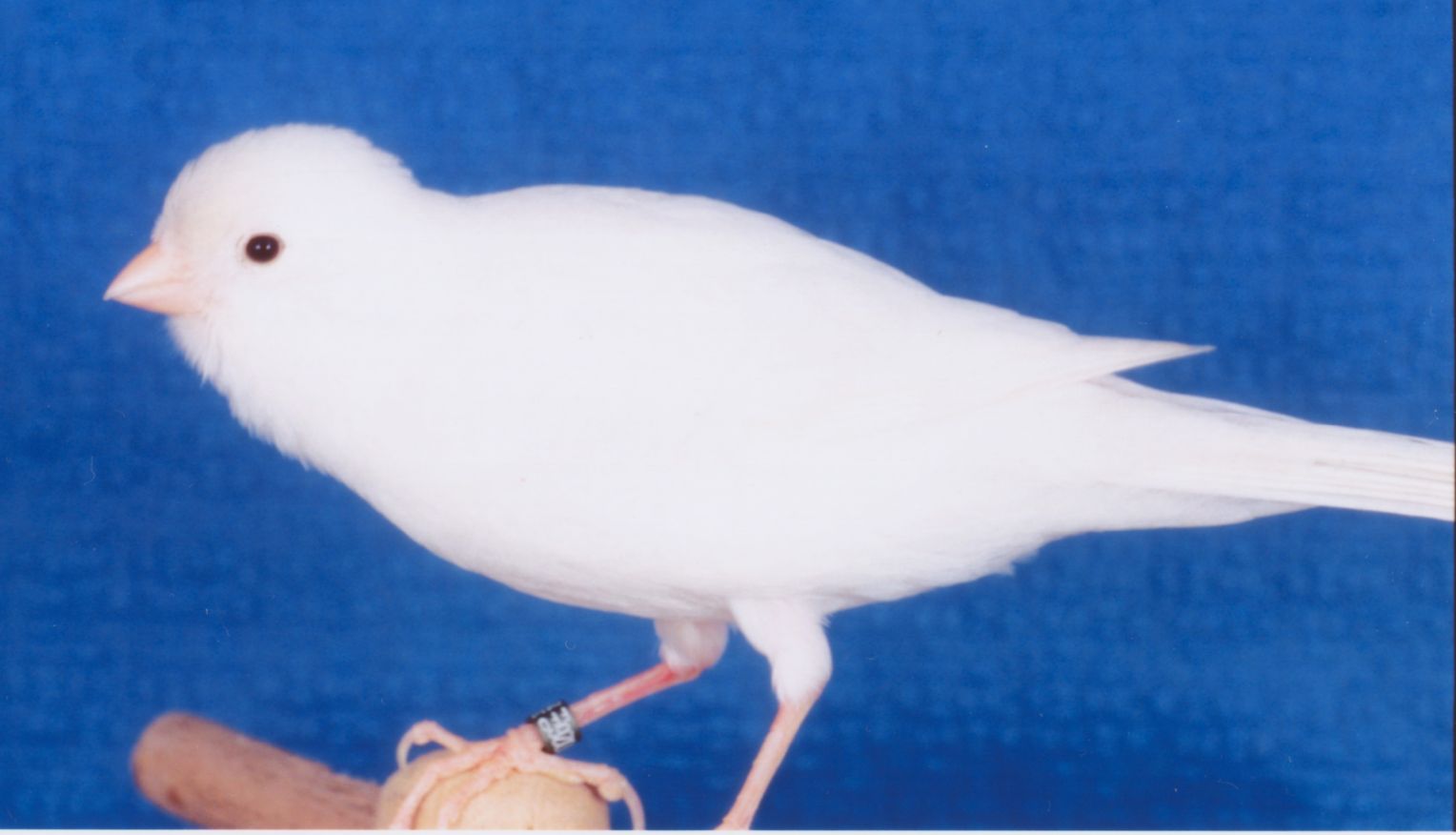 Blanc